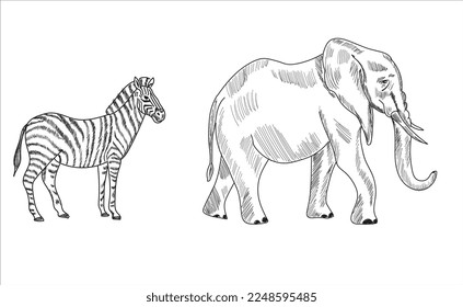 Zebra, Elephant sketch drawing vector illustration