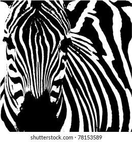 Zebra (Equus zebra) vector illustration