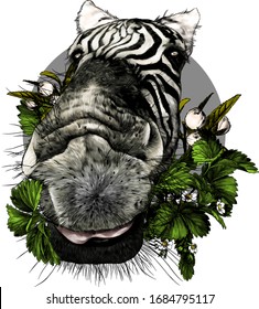 Zebra face nose and mouth close up looking at the camera strong perspective round composition decorated with flowers and strawberry leaves, sketch vector graphics color illustration on a white