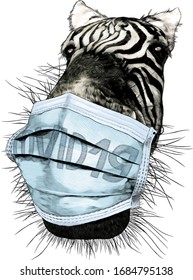 Zebra face nose and mouth close-up looking at the camera strong perspective with a medical mask against the virus, sketch vector graphics color illustration on a white background