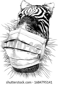 Zebra face nose and mouth close-up looking at the camera strong perspective with a medical mask against the virus, sketch vector graphics monochrome illustration on a white background