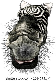 Zebra face nose and mouth close-up looking at the camera strong perspective, sketch vector graphics color illustration on a white background