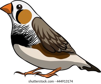 a zebra finch