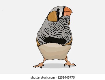 Zebra finch bird. Hand drawn style print. Vector illustration