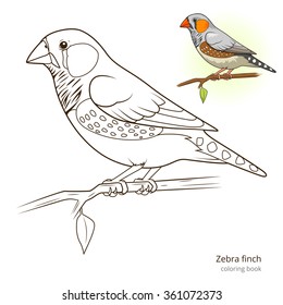 Zebra finch bird learn birds educational game coloring book vector illustration