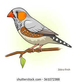 Zebra finch bird learn birds educational game vector illustration