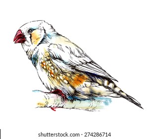 zebra finch bird sitting on the branch. Isolated on white background. Watercolor illustration