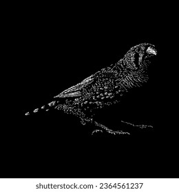 zebra finch hand drawing vector isolated on black background.