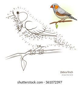 Zebra finch learn birds educational game learn to draw vector illustration