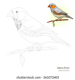 Zebra finch learn birds educational game learn to draw vector illustration