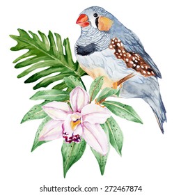 Zebra Finch. Little bird and exotic flower. Hand painted watercolor. Vector illustration.