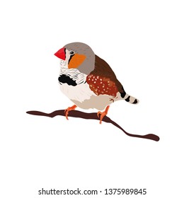 Zebra finches bird