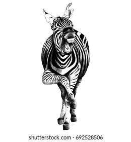 Zebra full height smiling sketch vector graphics black and white drawing