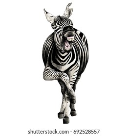 Zebra full height smiling sketch vector graphics color picture