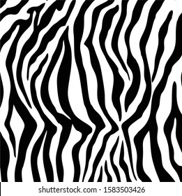 Zebra fur pattern design. Abstract stripe black and white texture vector. 
