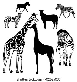 Zebra, giraffe, animal, vector, illustration