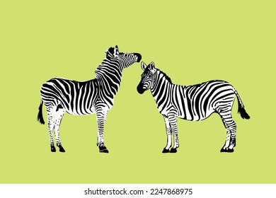 zebra graphics isolated on color background Vector illustration. Zebra icon, black and white zebra