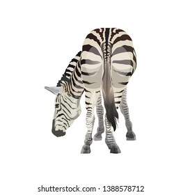 Zebra grazing. Back view. Vector illustration isolated on the white background