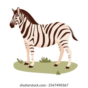 Zebra pastando pacificamente em seu habitat natural de savana. Ilustração de vetor plano.