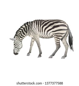 Zebra grazing. Vector illustration isolated on the white background