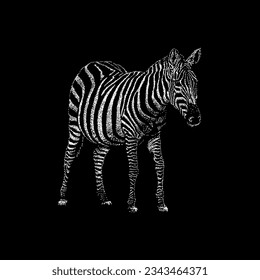 zebra hand drawing vector isolated on black background.