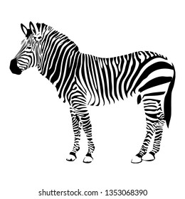 Zebra hand drawn vector illustration. Wild animal