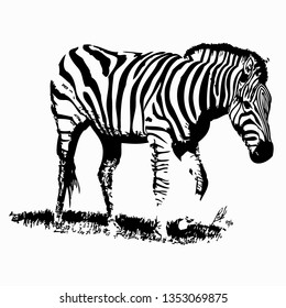 Zebra hand drawn vector illustration. Wild animal