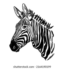 Zebra. A hand-drawn sketch of a zebra. Sketch of an animal from savannah.