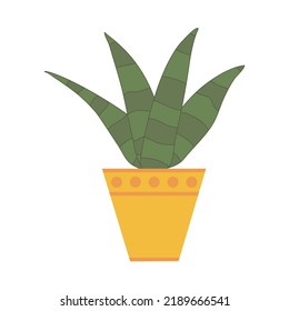 Zebra haworthia aloe cactus in pot, flat doodle vector