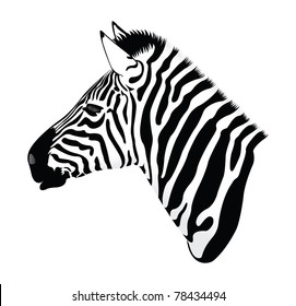 6,824 Zebra head vector Images, Stock Photos & Vectors | Shutterstock