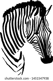 Zebra head drawing handmade with brush and Chinese ink. Vector
