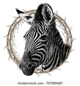 Zebra head framed sketch vector graphics monochrome drawing