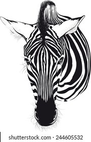 Zebra head from the front consisting of black lines on a white background