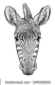 Zebra head illustration, drawing, engraving, ink, line art, vector
