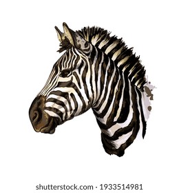 Zebra-Kopfporträt aus einer Spritze Aquarell, farbige Zeichnung, realistisch. Vektorgrafik von Farben