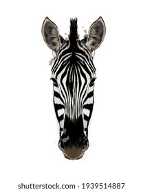 Zebra head portrait from a splash of watercolor, colored drawing, realistic. Vector illustration of paints