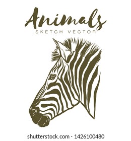 Zebra head profile Sketch graphics. Animals vector