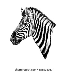 A Zebra Head Profile Sketch Vector