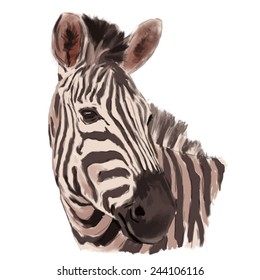 Zebra head realistic hand drawn vector illustration on white background
