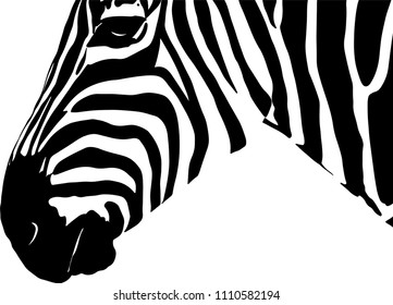 Zebra Head from the side back-white vector