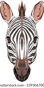 Zebra head, vector isolated animal
