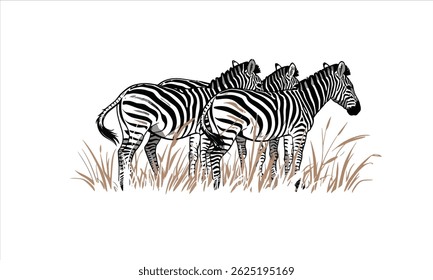 Zebra Herd in Grassy Plains