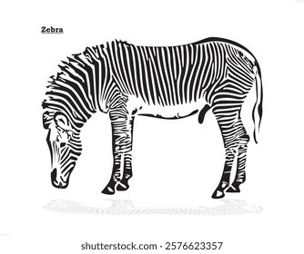 Zebra Herd Grazing in African Savanna.