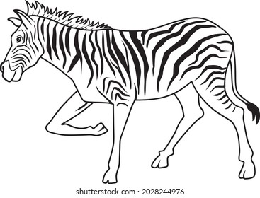 ilustración vectorial de la línea de cebra aislada en fondo blanco