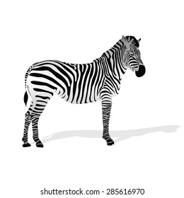zebra icon. black stripes. animal symbol 