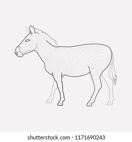 Zebra icon line element. Vector illustration of zebra icon line isolated on clean background for your web mobile app logo design.