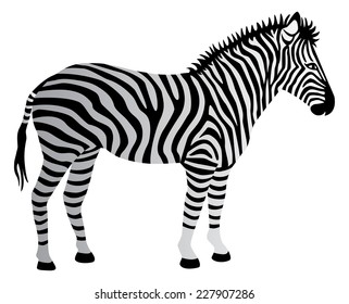 Zebra illustration.