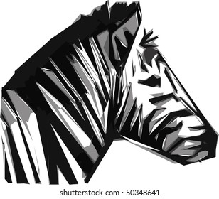 zebra illustration