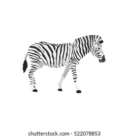 zebra illustration