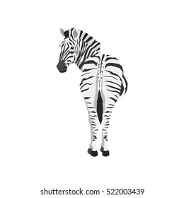 zebra illustration. back view